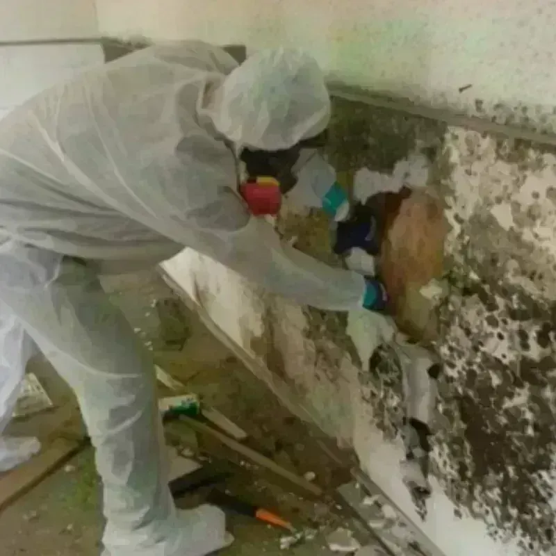 Mold Remediation and Removal in Thorndale, TX